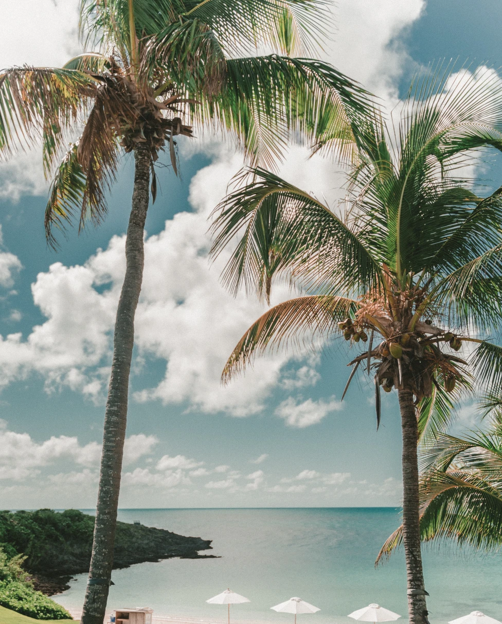 A view on the palm trees and ocean on Eleuthera Island in the Bahamas