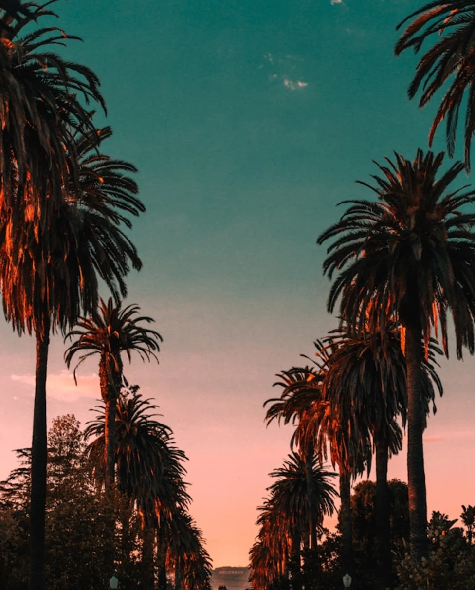 Two lines of palm trees during the sunset