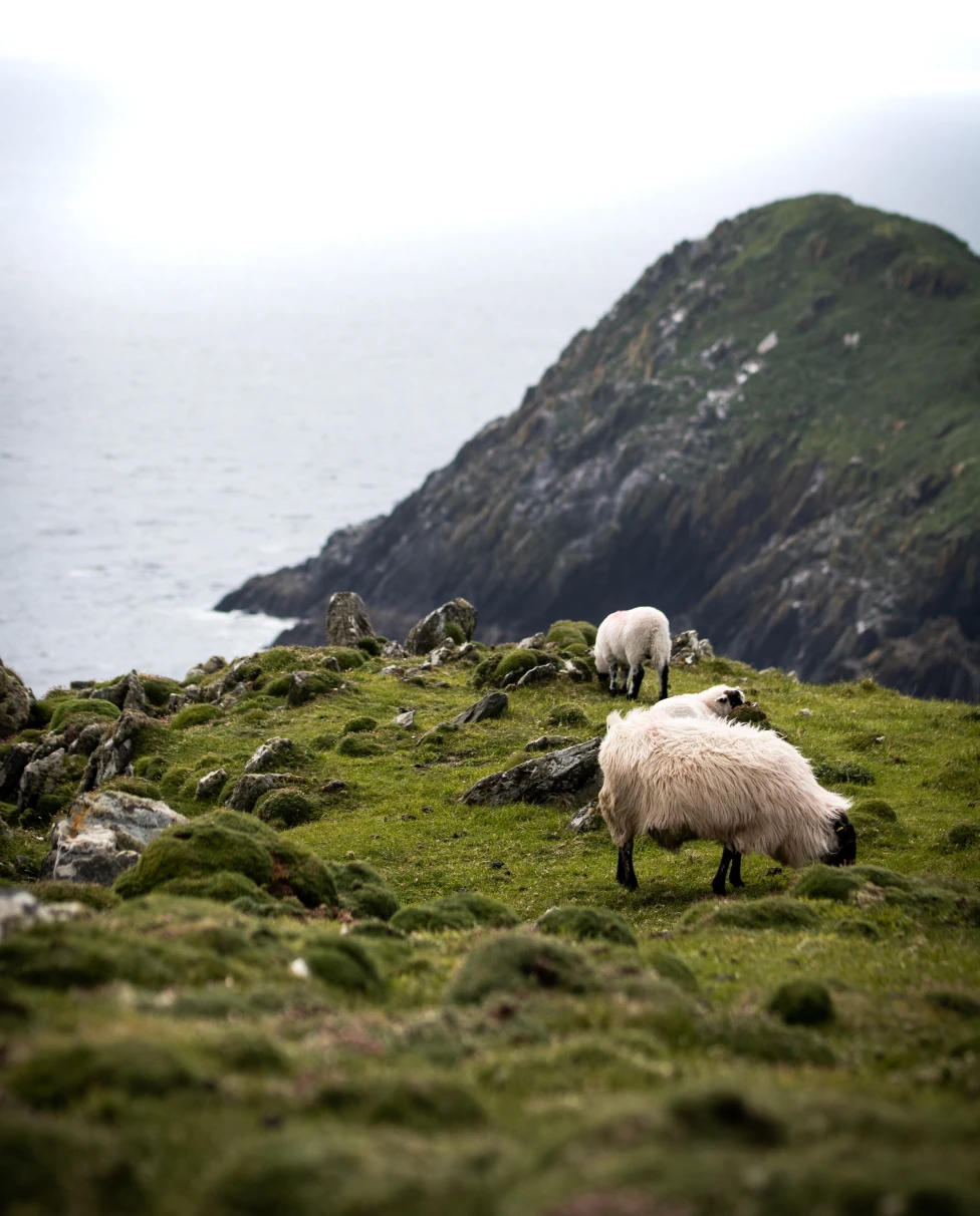 Grep grazing the grass in Ireland.