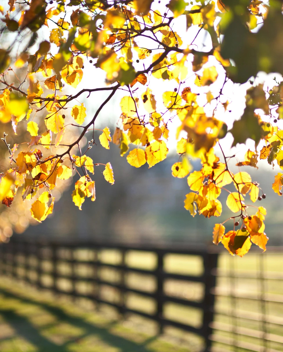 horse-racing-lexington-travel-guide