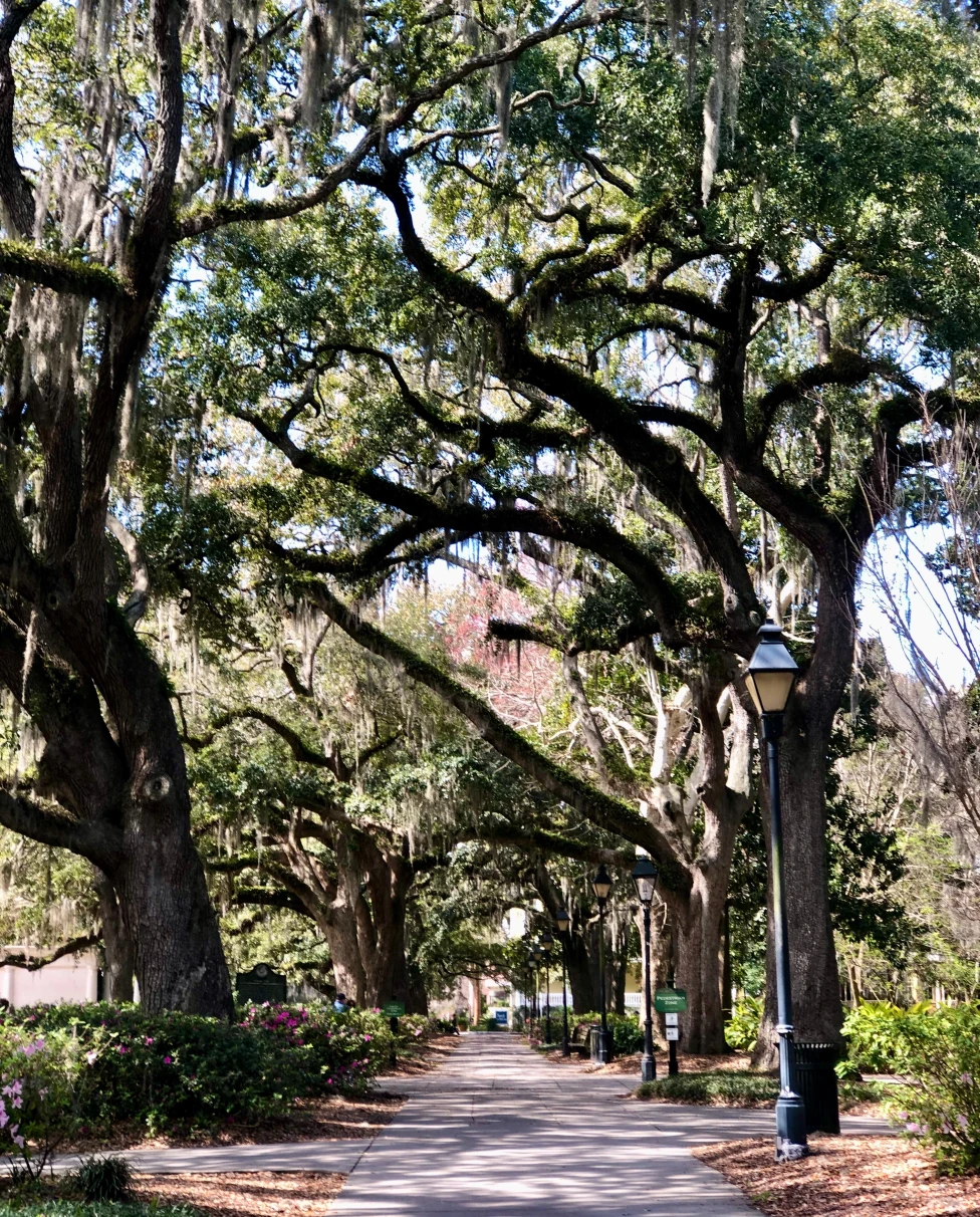 sidewalk lined with large trees during daytime