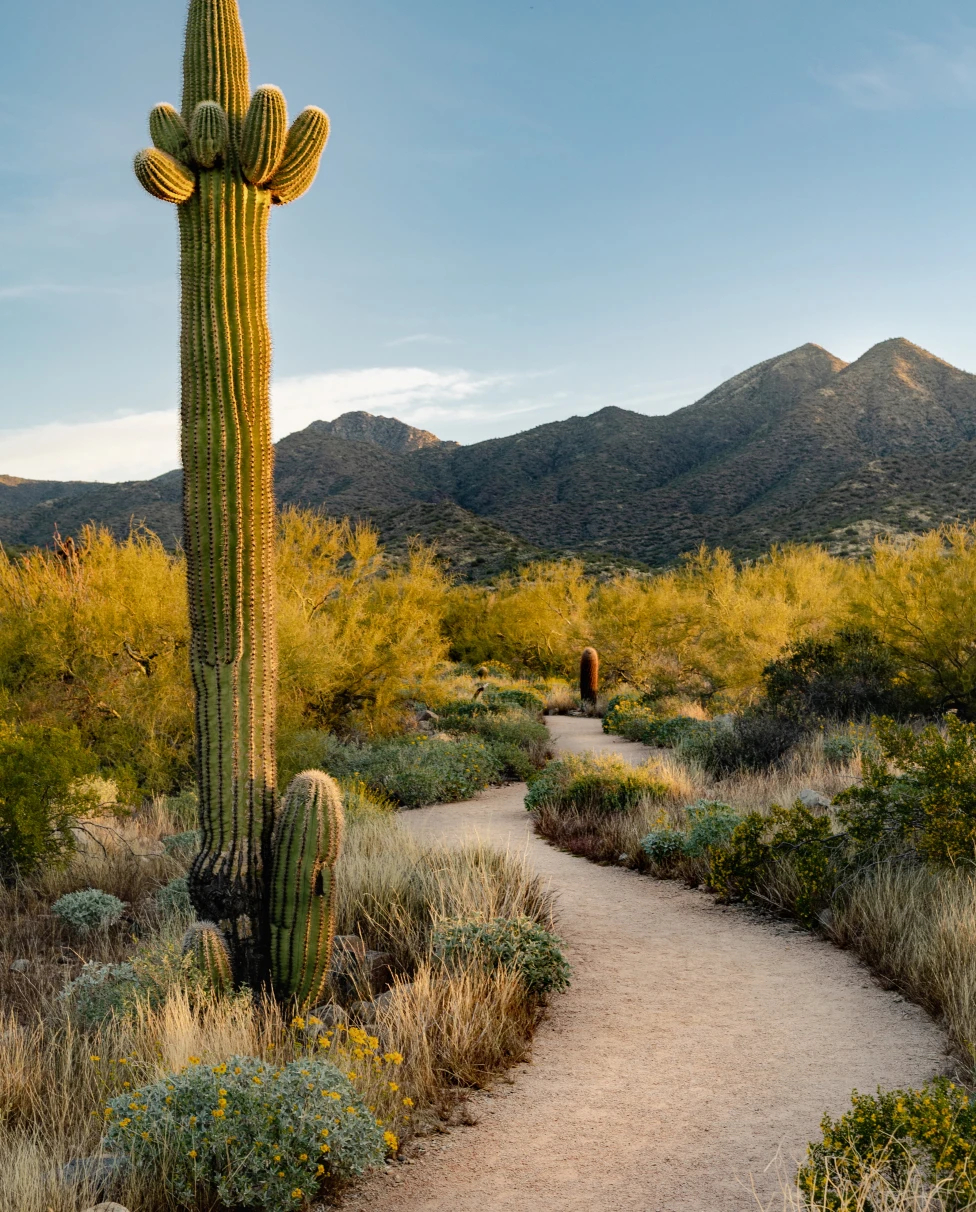 Cactus next to a path with a mountain in the background on a sunny day