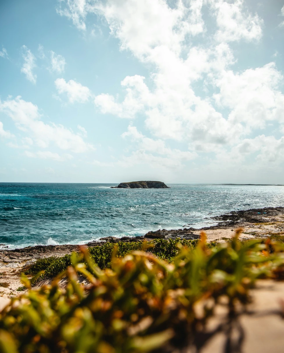 A picture of green grass near the water during the daytime.