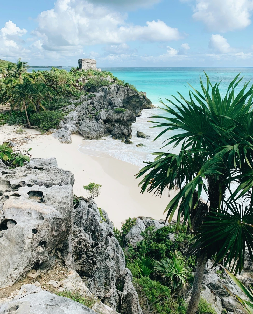 Beach with palm trees and green plants during the daytime