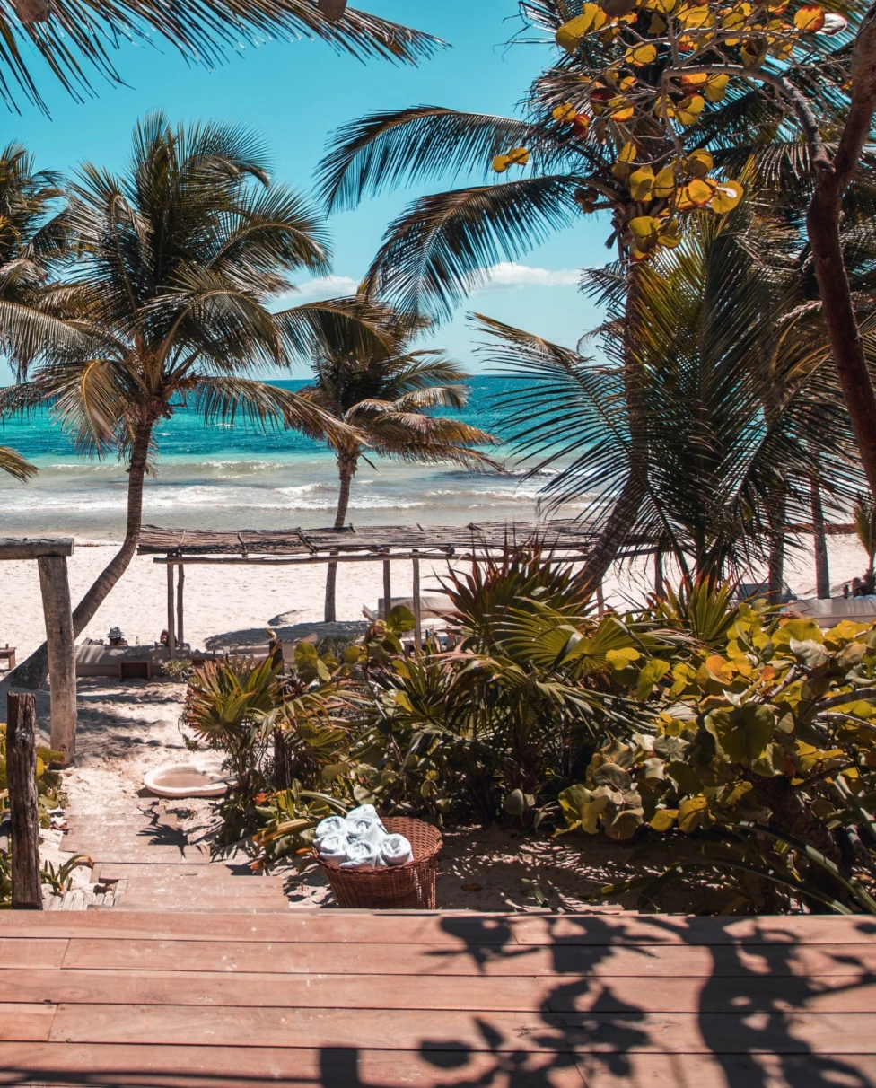 A view of beach and palm trees.