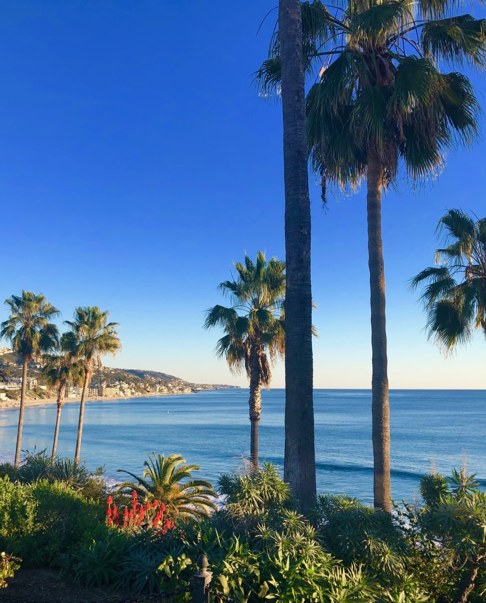 palm trees next to beach and body of water