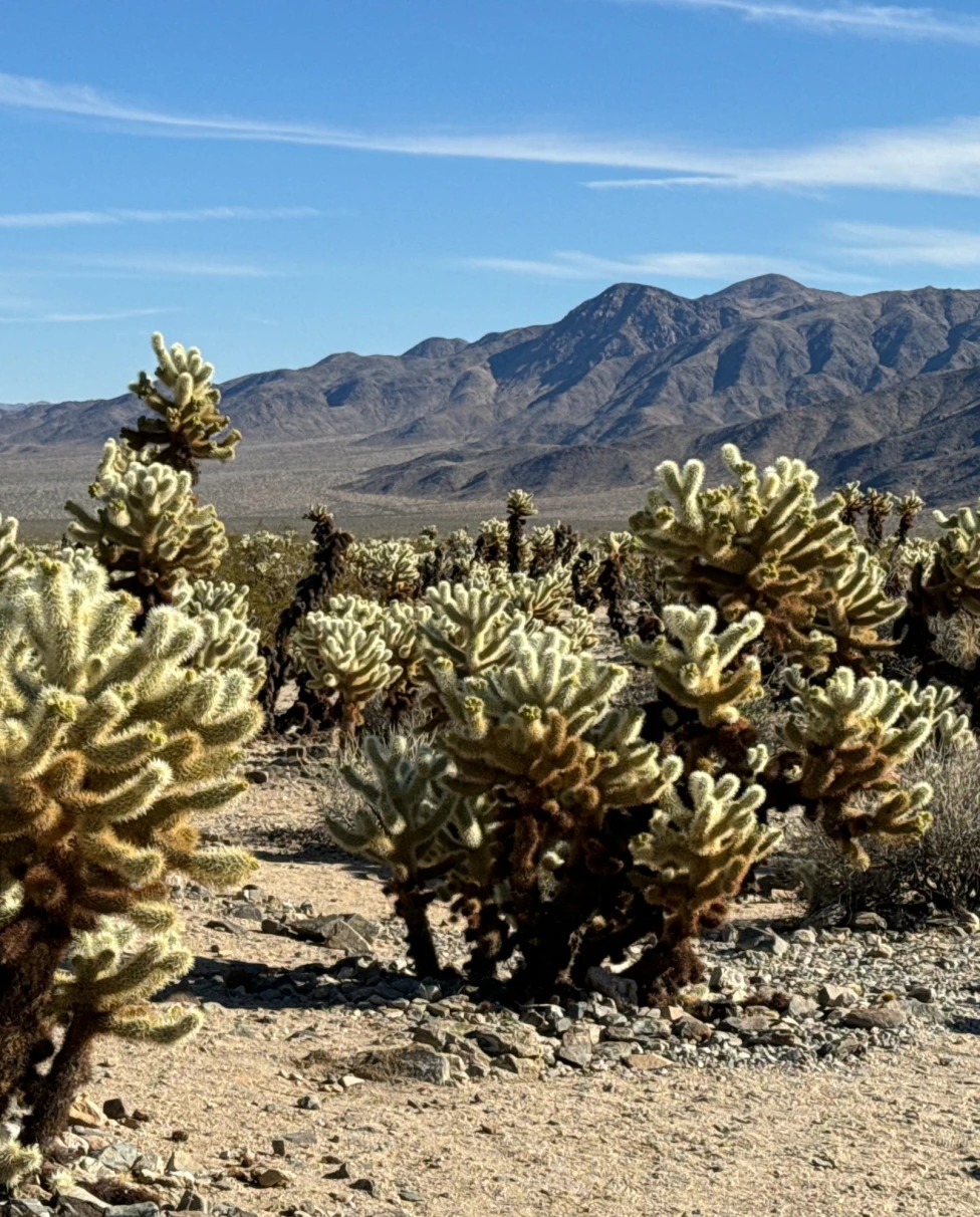 Cacti in the desert on a sunny day.