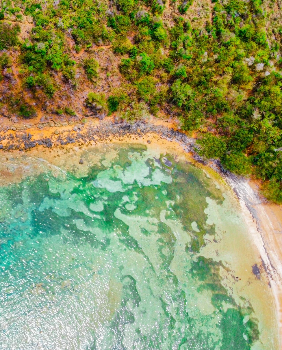 an aerial view of a beach and trees