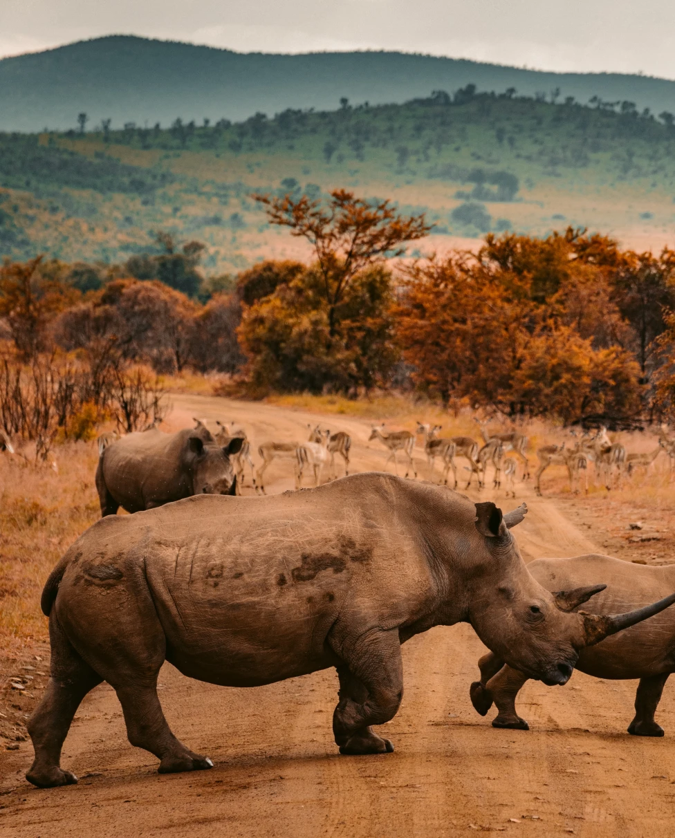 Rhinos, South Africa Travel Guide