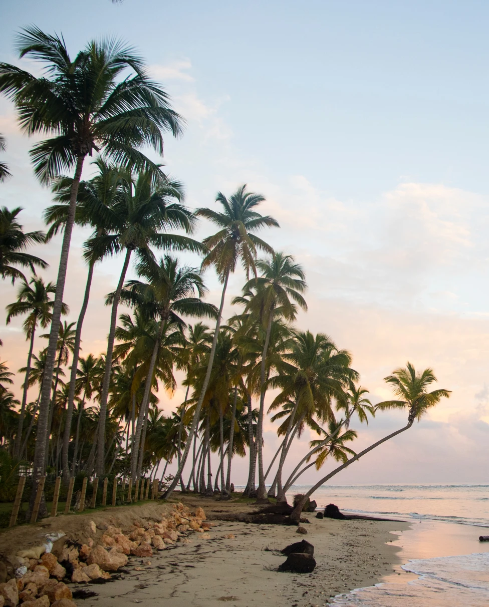 Tall palm trees on the beach in Dominican Republic with pink and white clouds in the sky