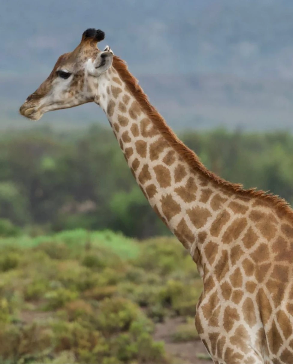 A giraffe during the daytime.