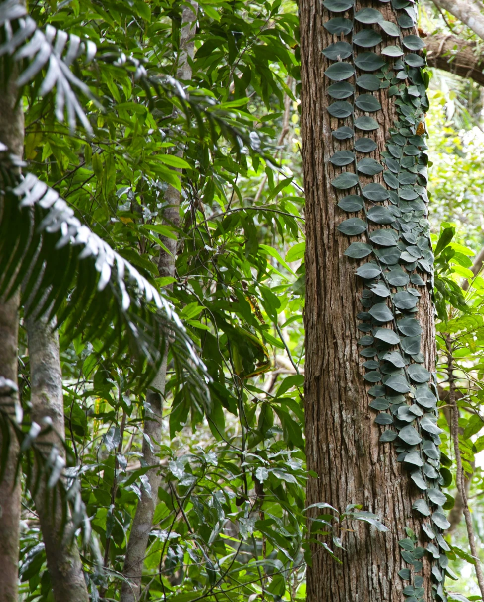 Tree with a lot of green leaves.