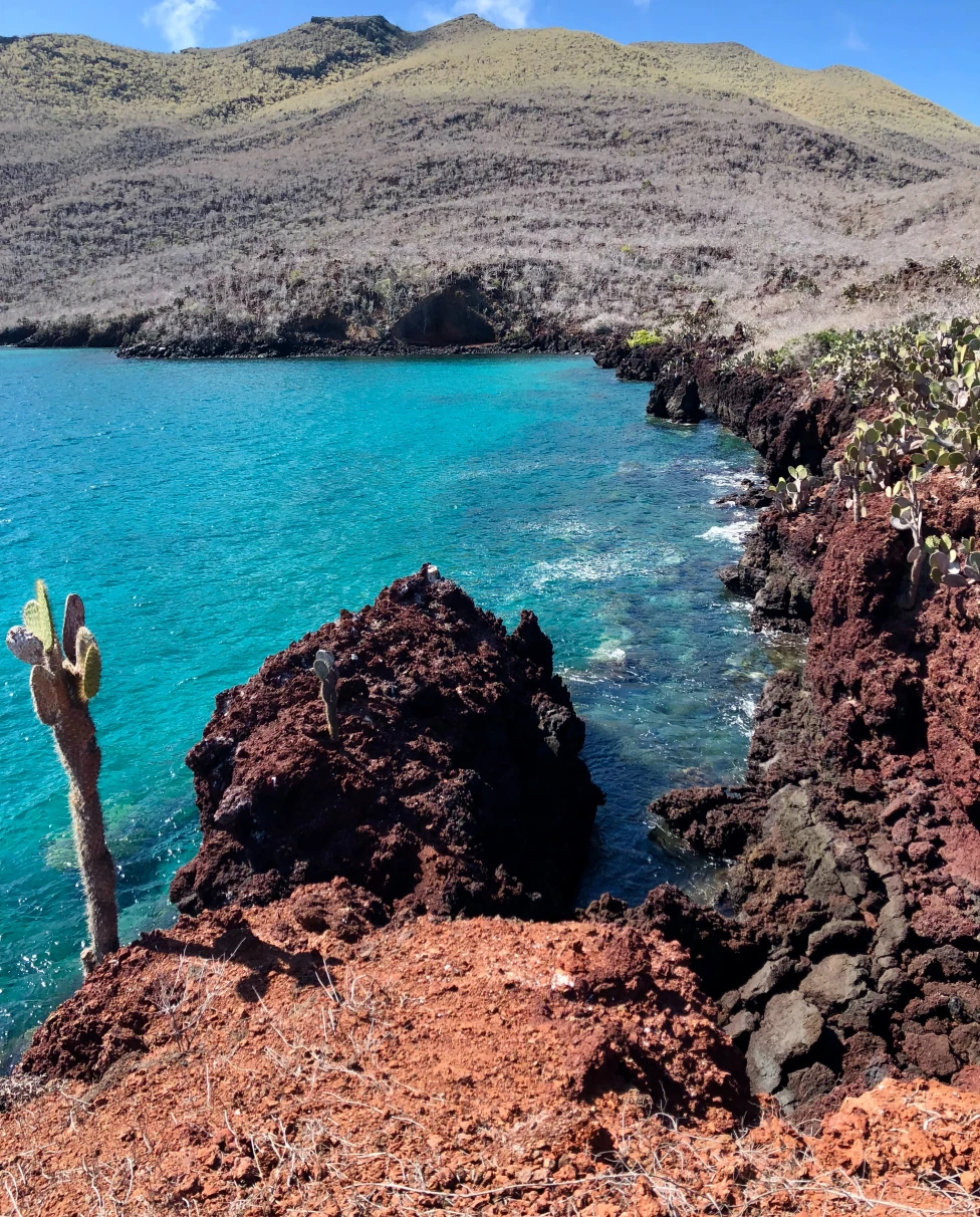 Cactus tree next to a body of water during daytime