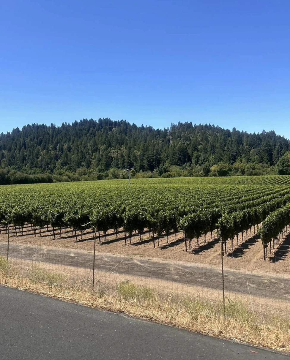 The image shows a vineyard with rows of grapevines, a fence in the foreground, and a forested hill under a clear blue sky.