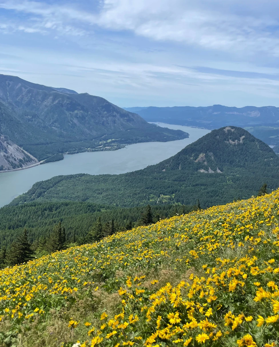 A mountain covered in yellow flowers during the daytime