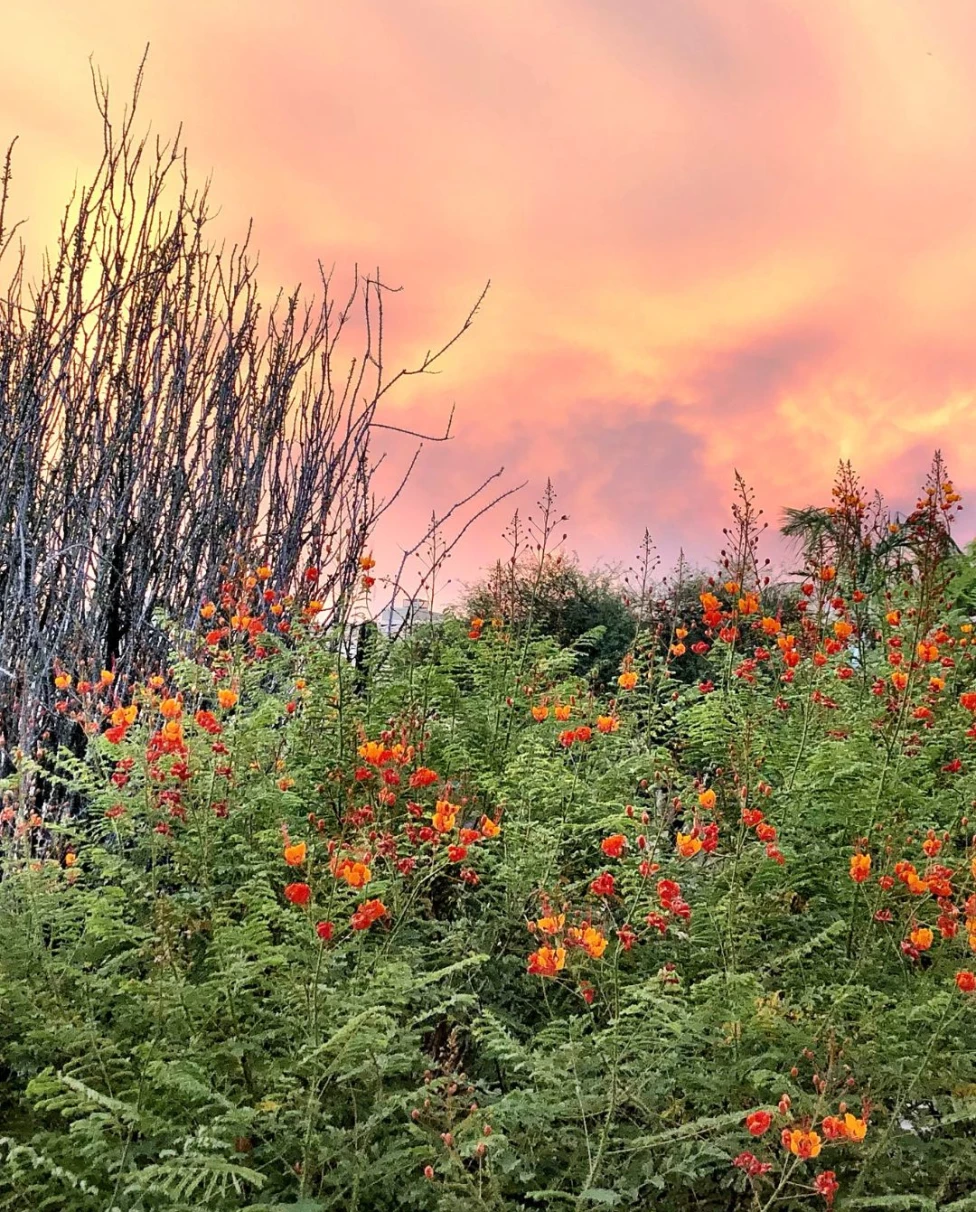 reddish pink sky at dusk