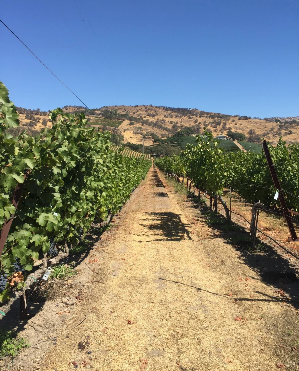 A row in a vineyard.