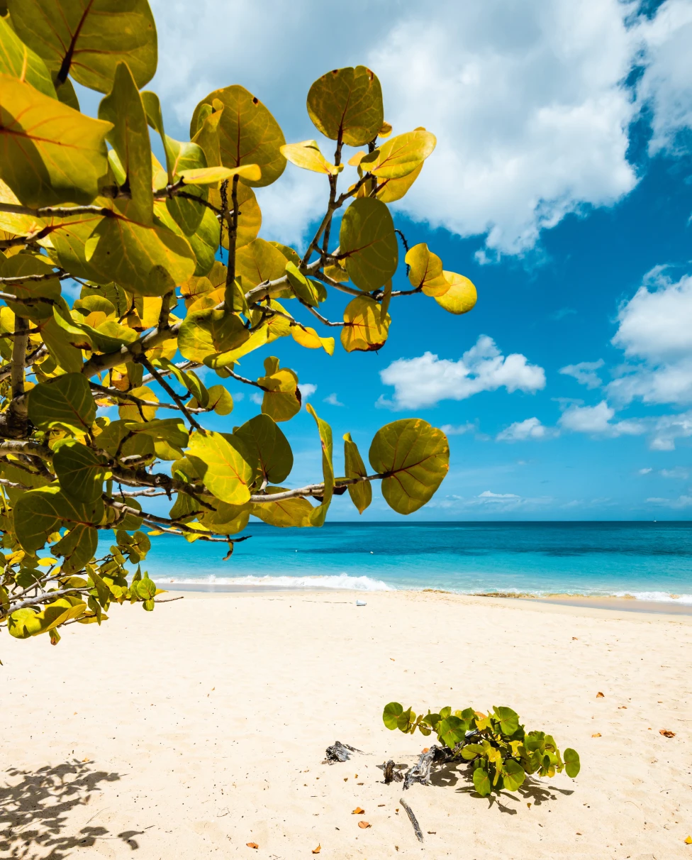 White sand and blue waters on a sunny day in Grenada