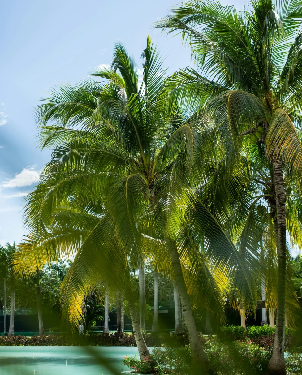 A picture of a pool surrounded by palm trees during daytime in the Maya Riviera Mexico.