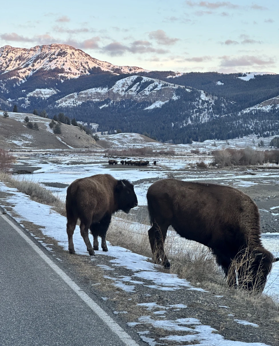 Bisons in the wilderness of Yellowstone National Park.