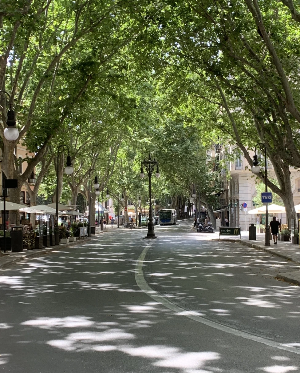 Street with trees on sides.