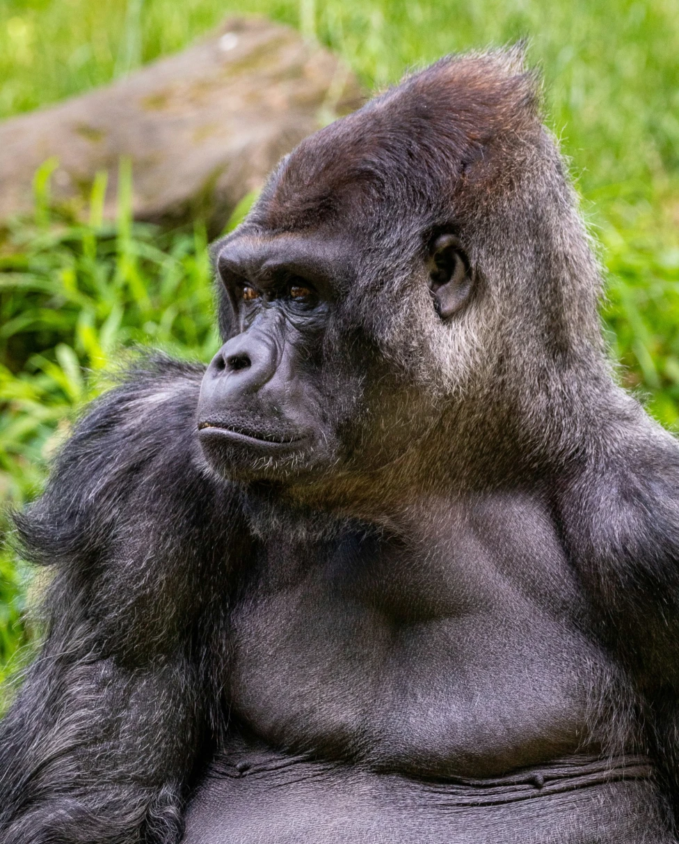 A black gorilla sitting in grass during daytime.
