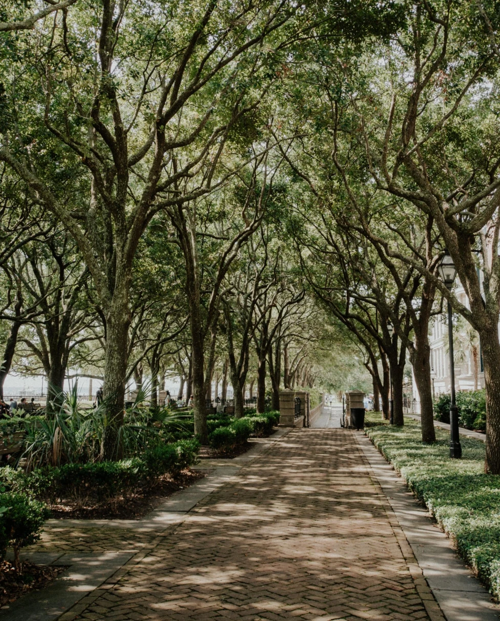 a tree lined walk in a park with sun through the branches