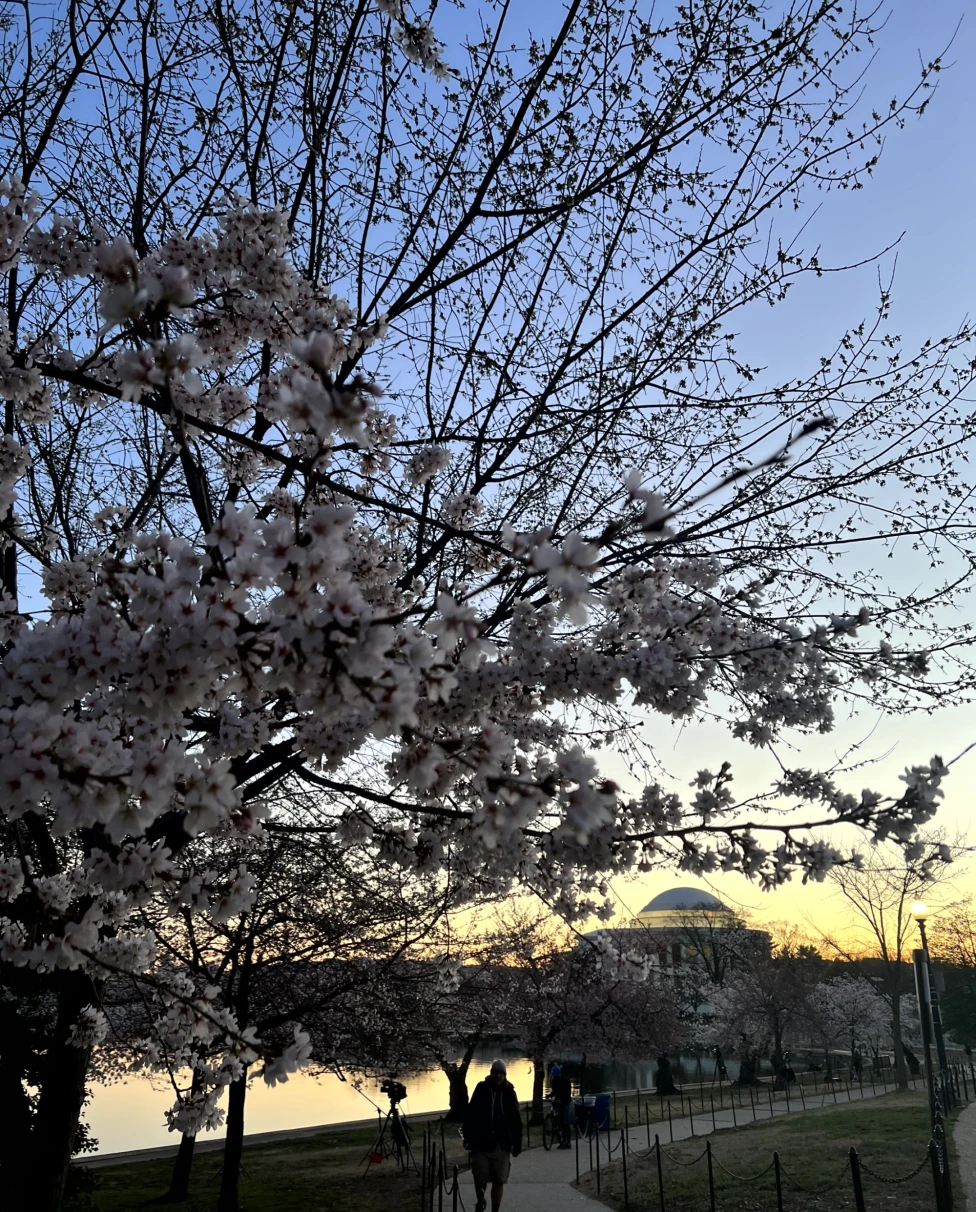 A picture of a sunrise at the tidal basin with cherry blossoms in the foreground.