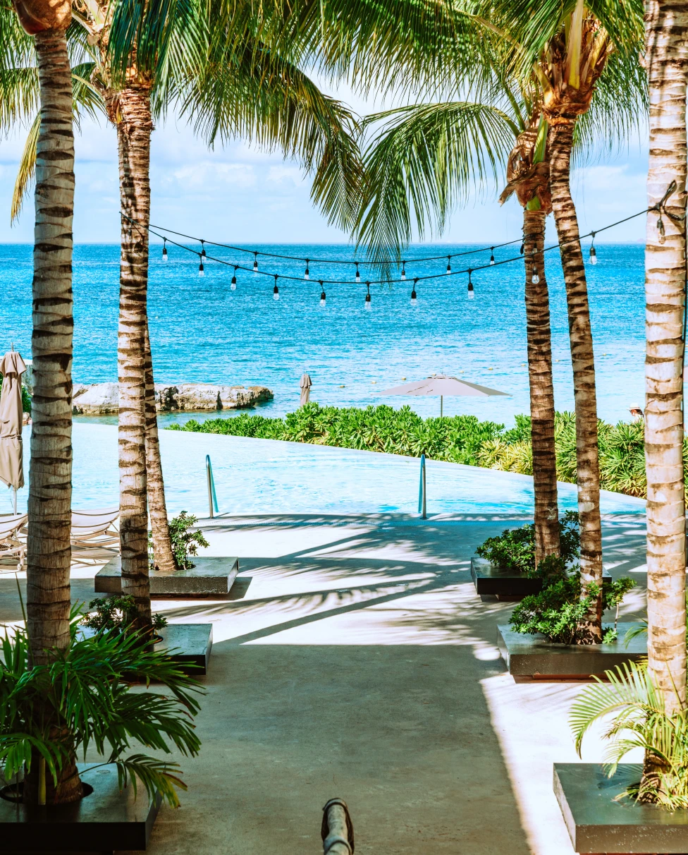 palm trees with ocean in background during daytime