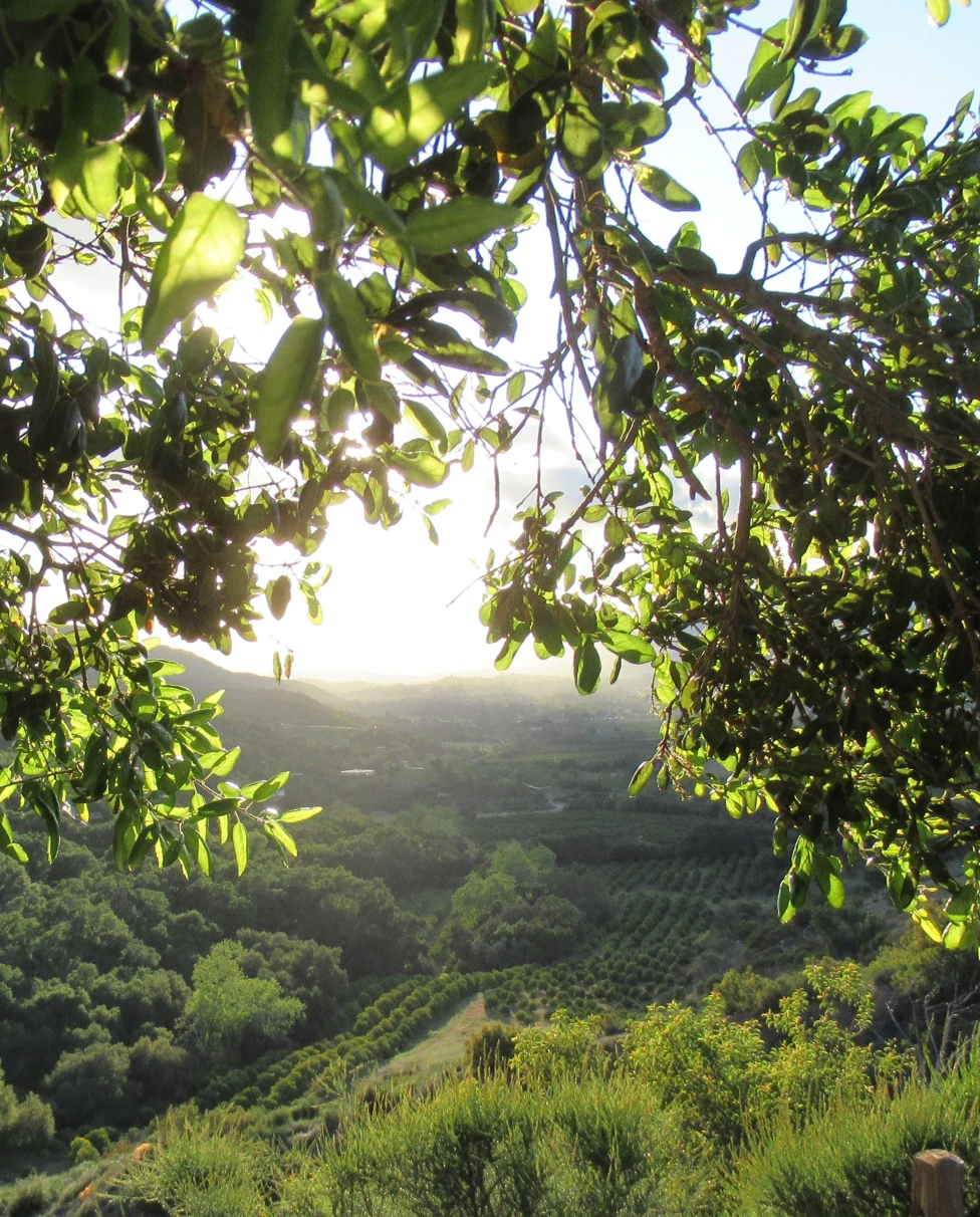 sun peaks through trees overlooking lush fields on a lookout with a fence