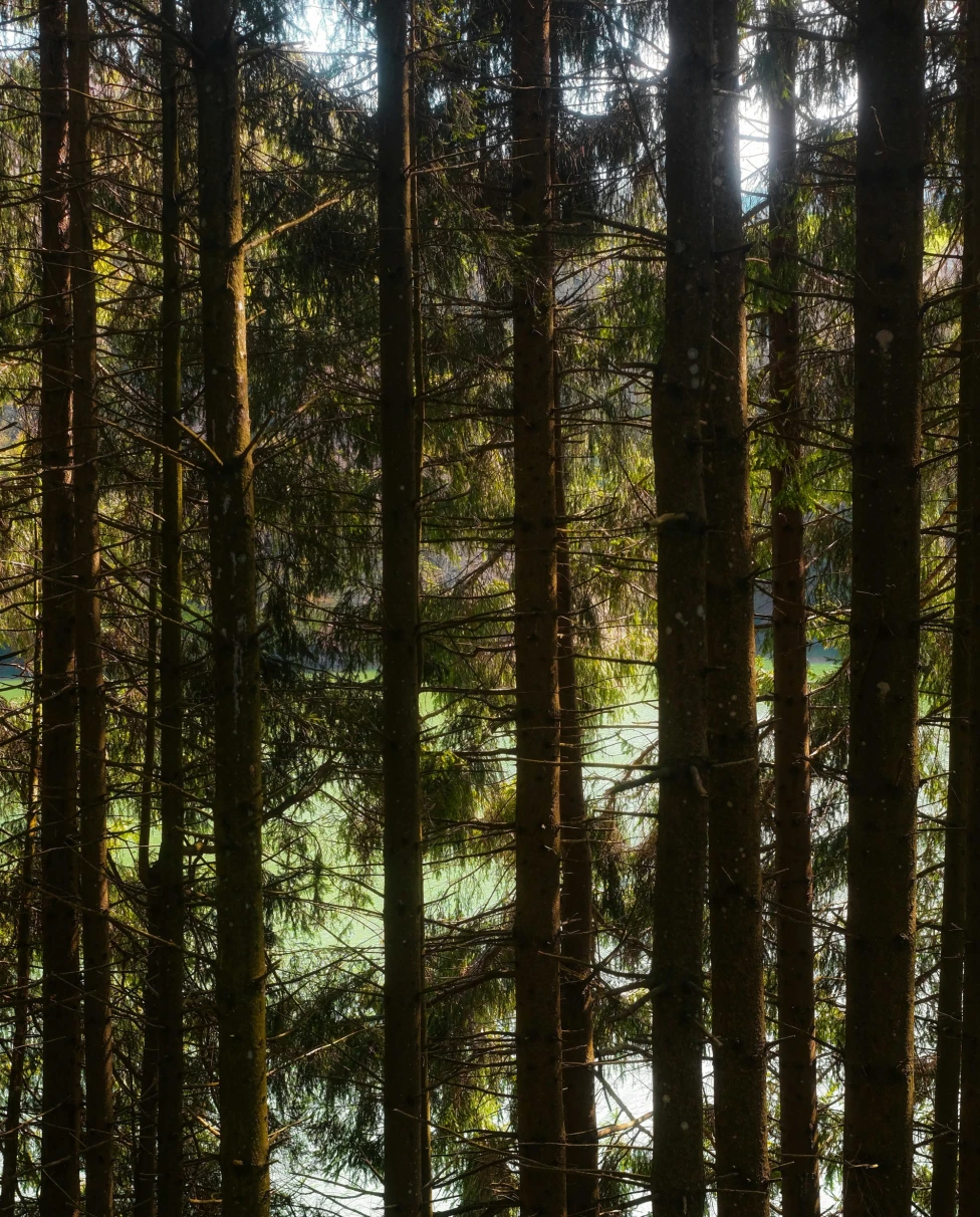A picture of a forest filled with lots of tall trees during daytime.