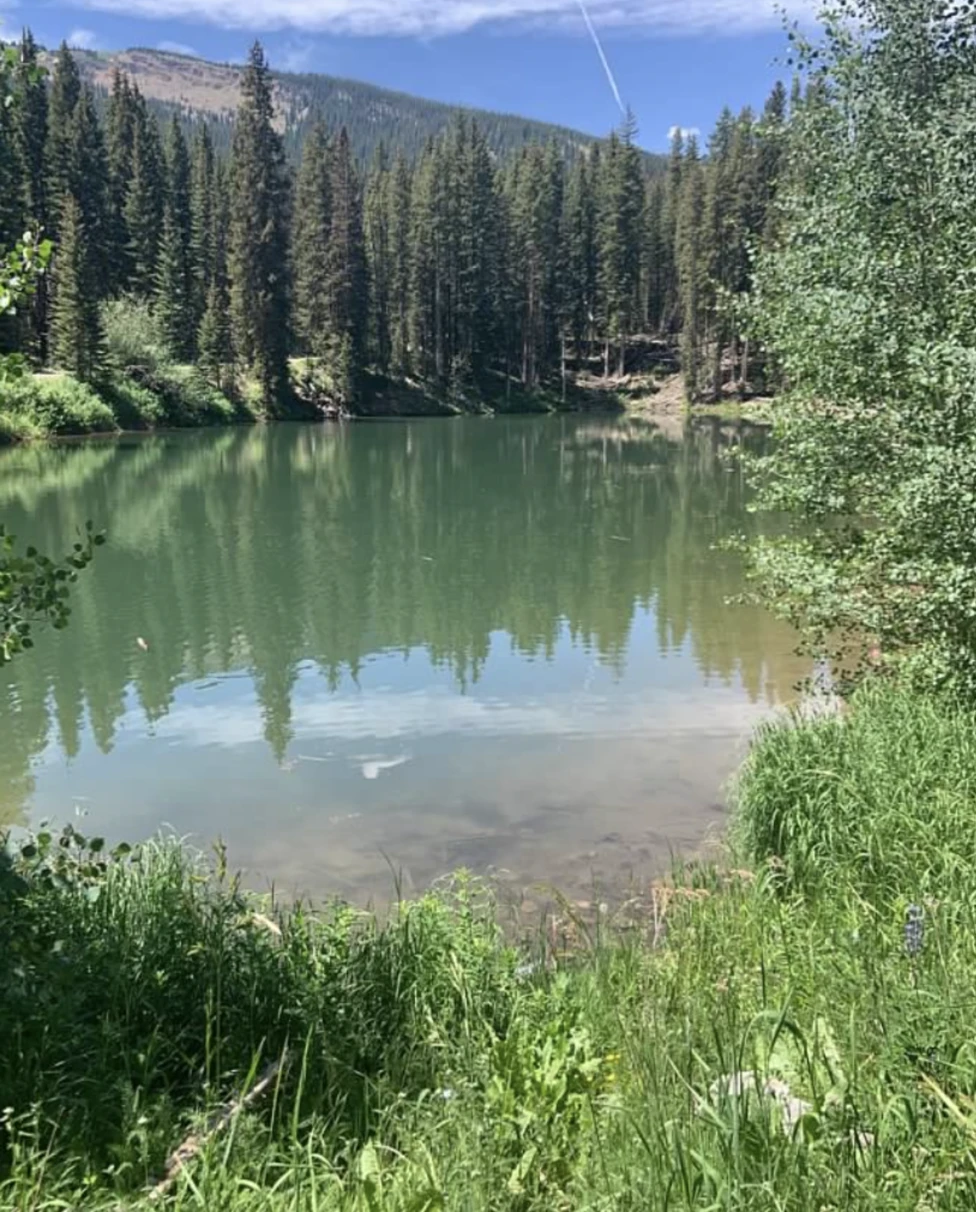 A peaceful lakeside view with lush greenery and towering trees reflecting on calm waters under a clear sky.