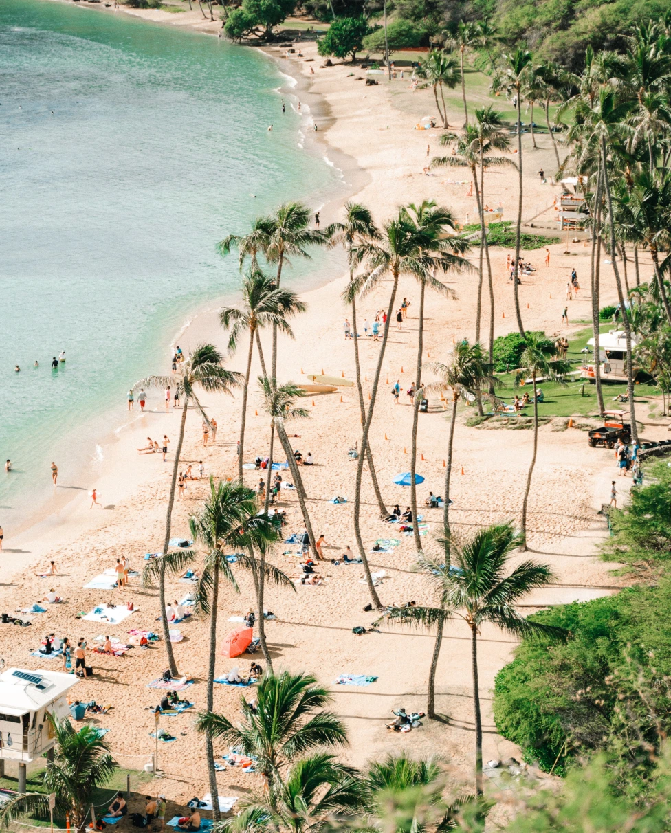 Hawaii beach surrounded with palm trees.