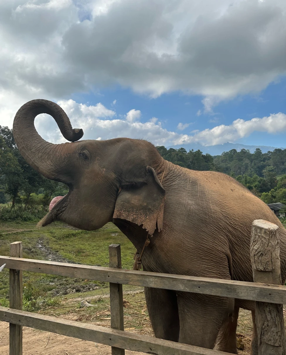 Elephants in an elephant sanctuary.