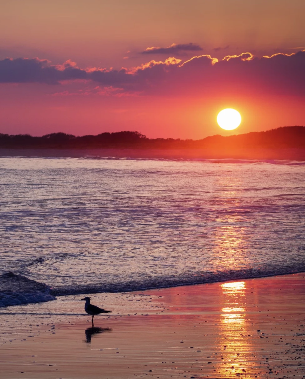 A pink and purple sunset over an ocean shore next to a beach with a seagull perched on top of it.