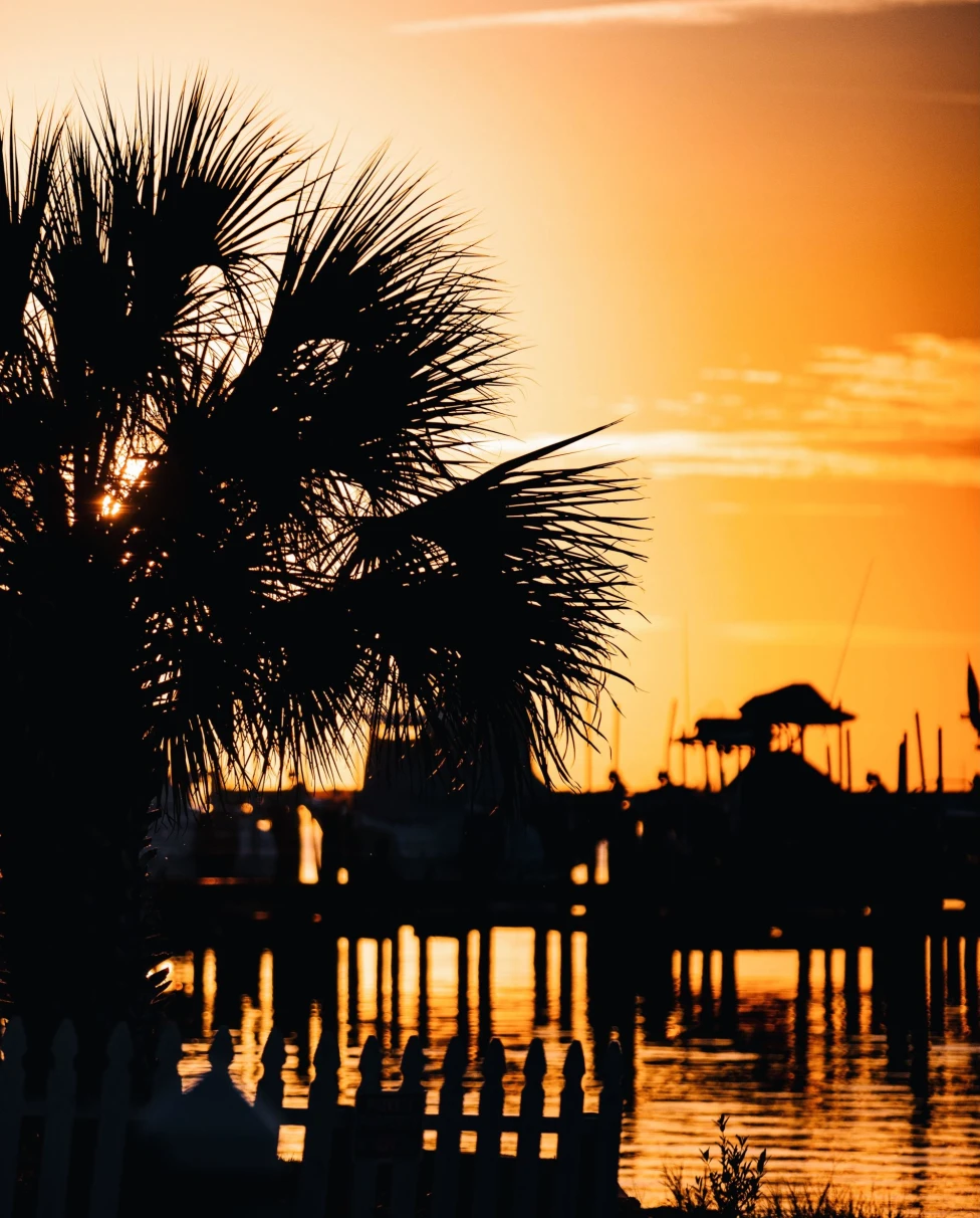 silhouette of palm trees and dock in orange sunset