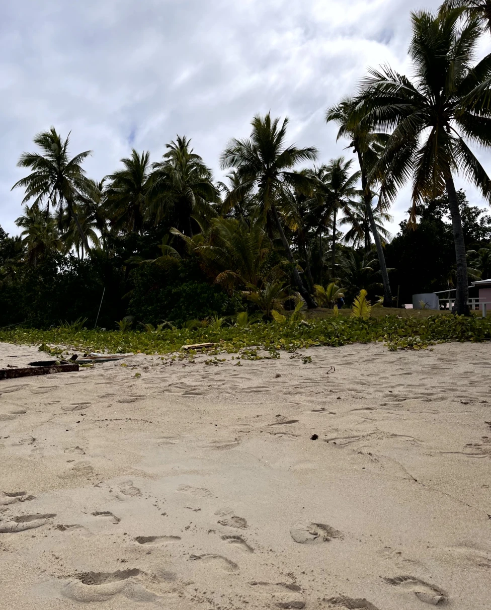 View of a sand beach with palm trees.