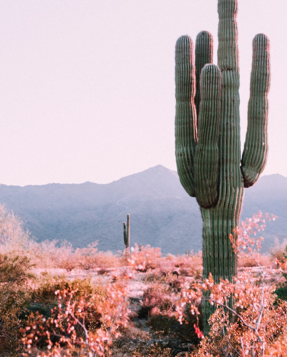 Desert cactus in Phoenix, Arizona.