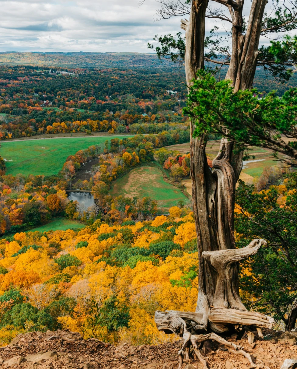 The image shows a vibrant autumn landscape with a twisted, leafless tree in the foreground and a colorful forest in the background.