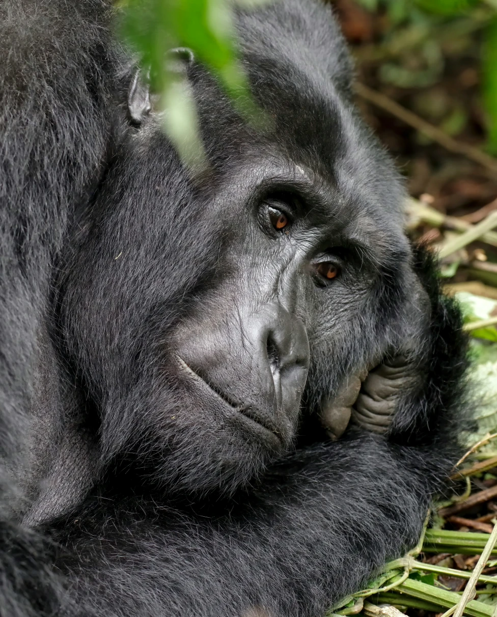 A close-up of a black-furred primate resting on his hands atop foliage.