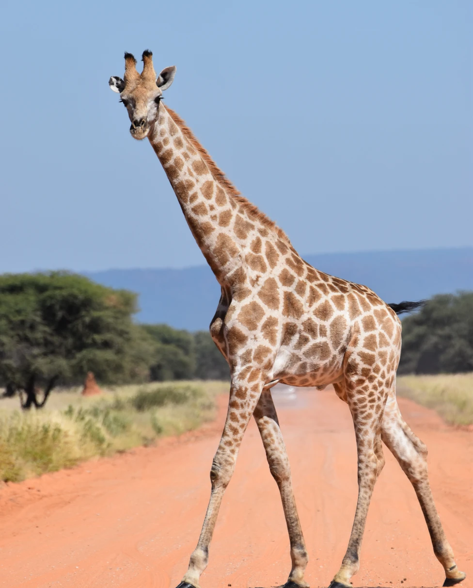 Aa picture of a giraffe crossing the street.