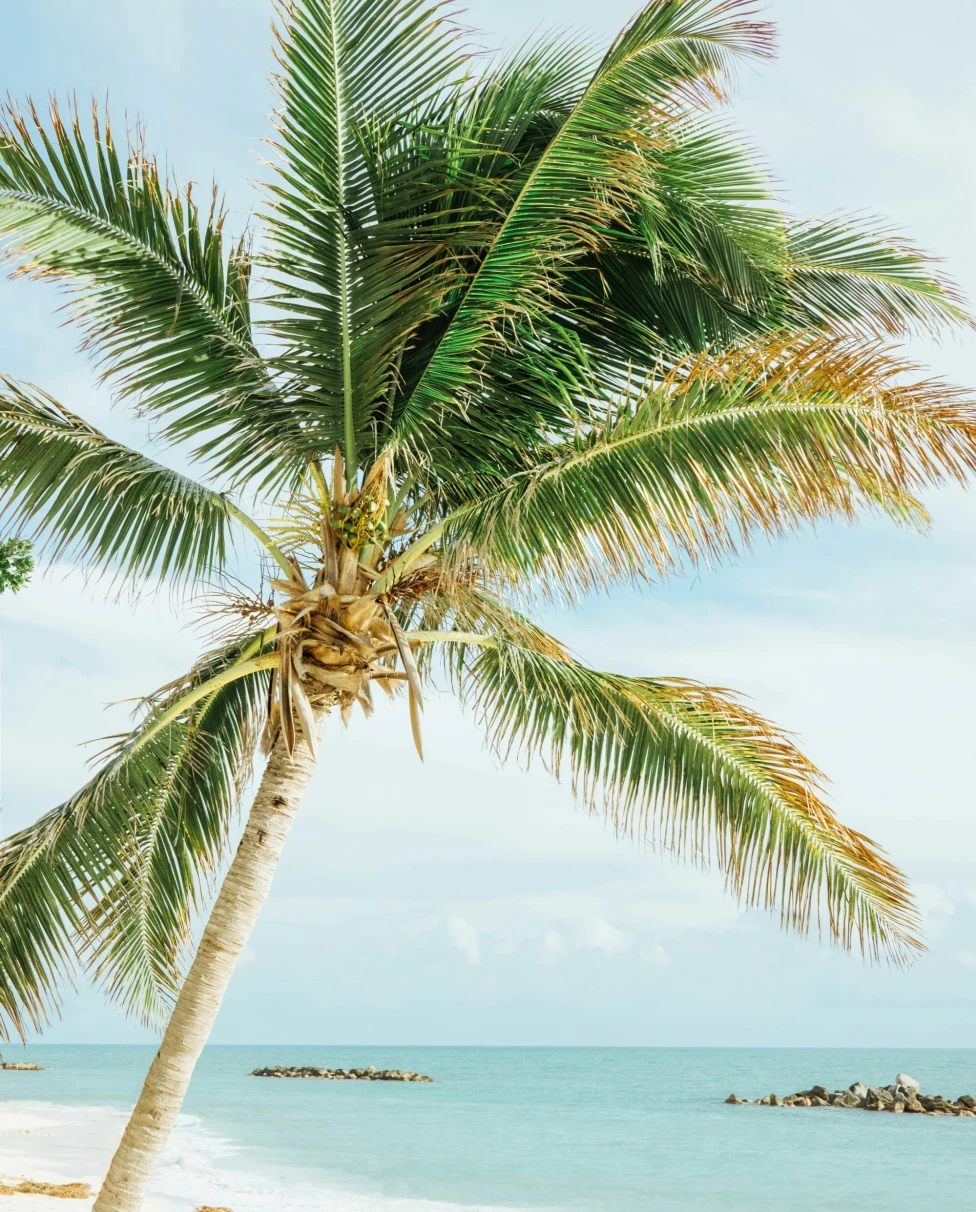 A view of a palm tree leaning over a white, sandy beach with light blue water in the distance.