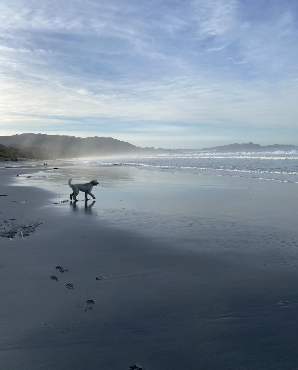 dog on a beach at sunset