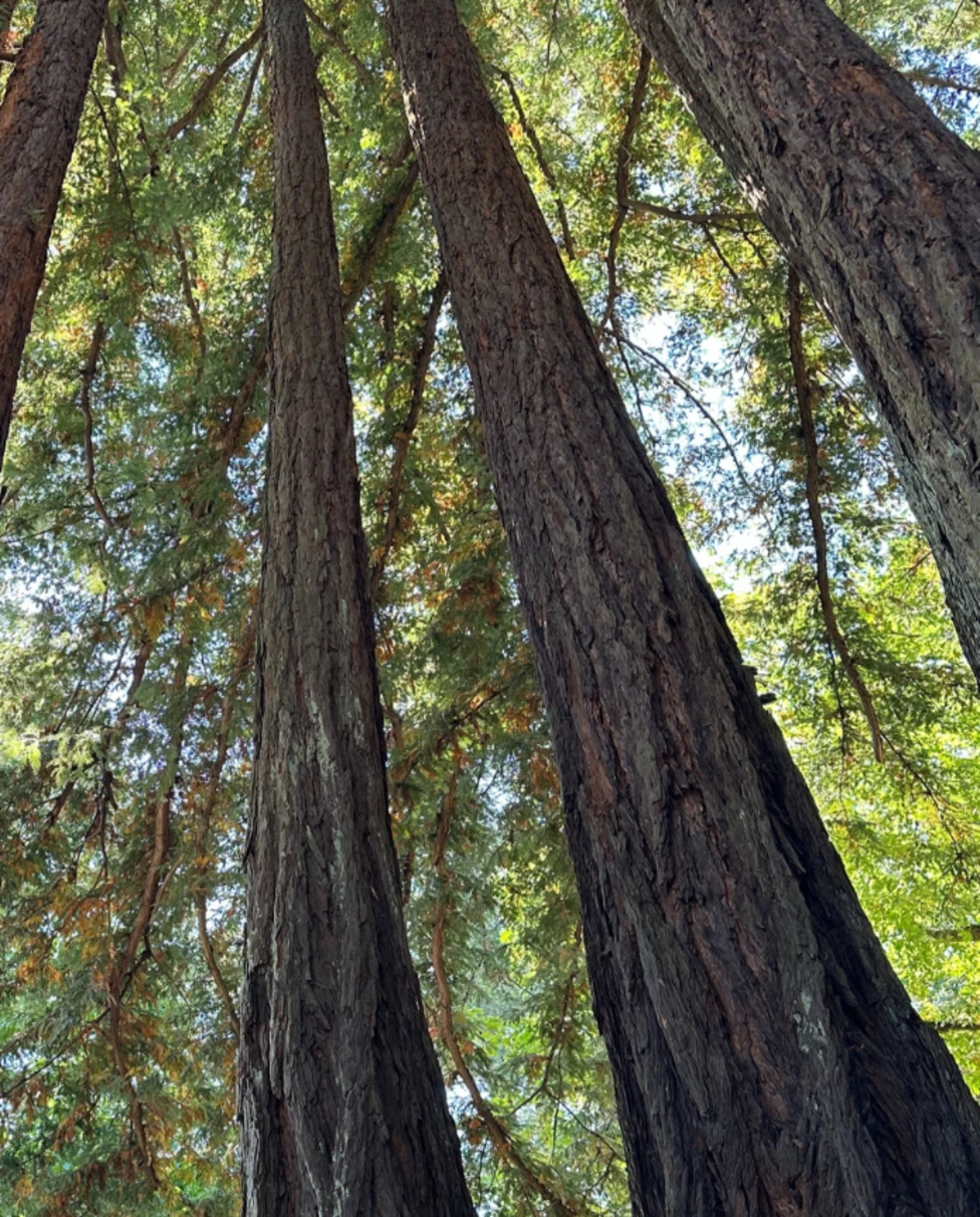 A majestic forest perspective showcasing towering redwood trunks ascending towards the clear sky.