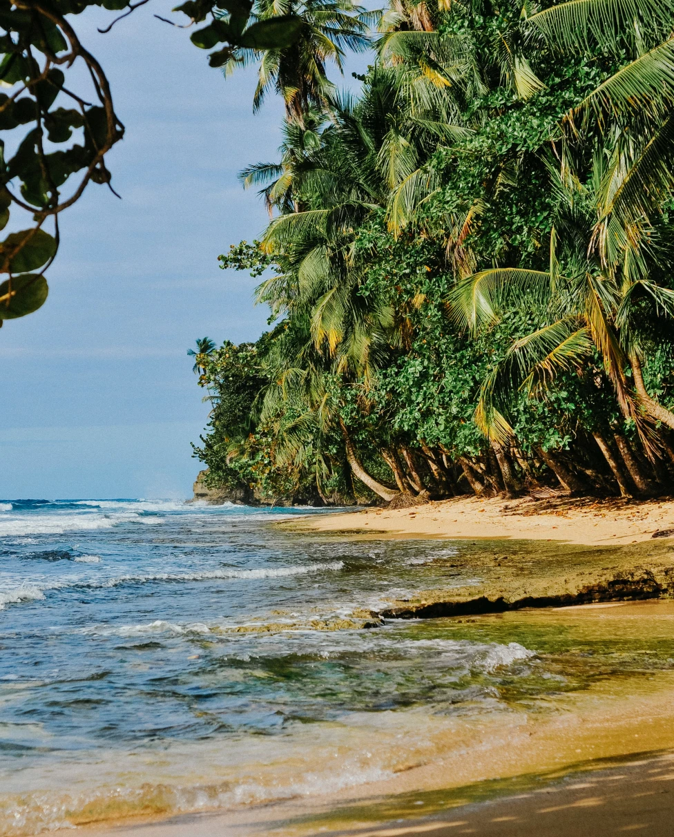 Sandy beach next to the ocean with palm trees during daytime