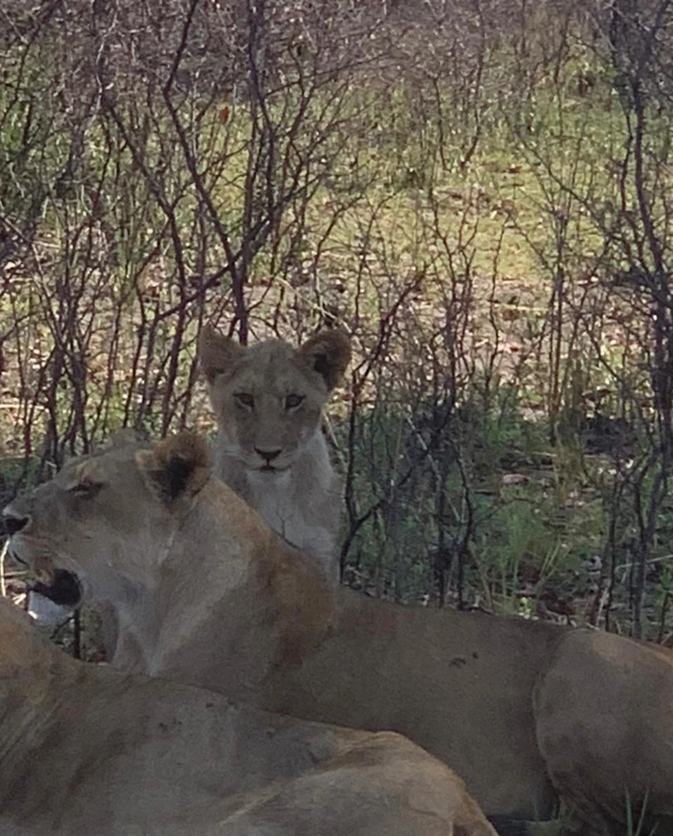 Two lions rest among trees with one facing the camera and the other looking away on a sunny day.