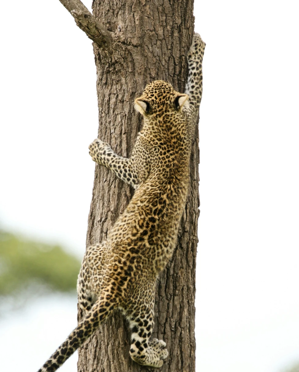 A picture of a cheetah cub climbing a tree.