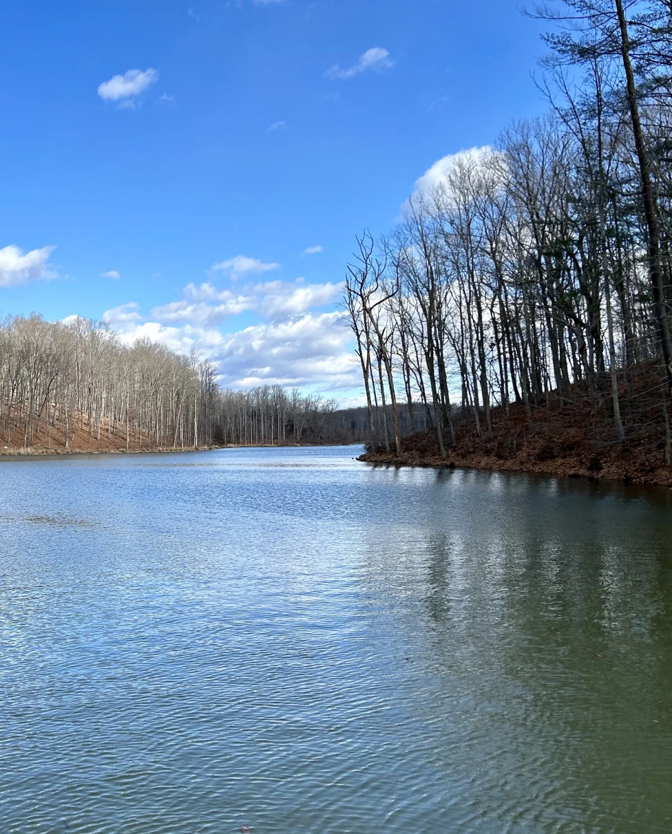 A large body of water surrounded by trees