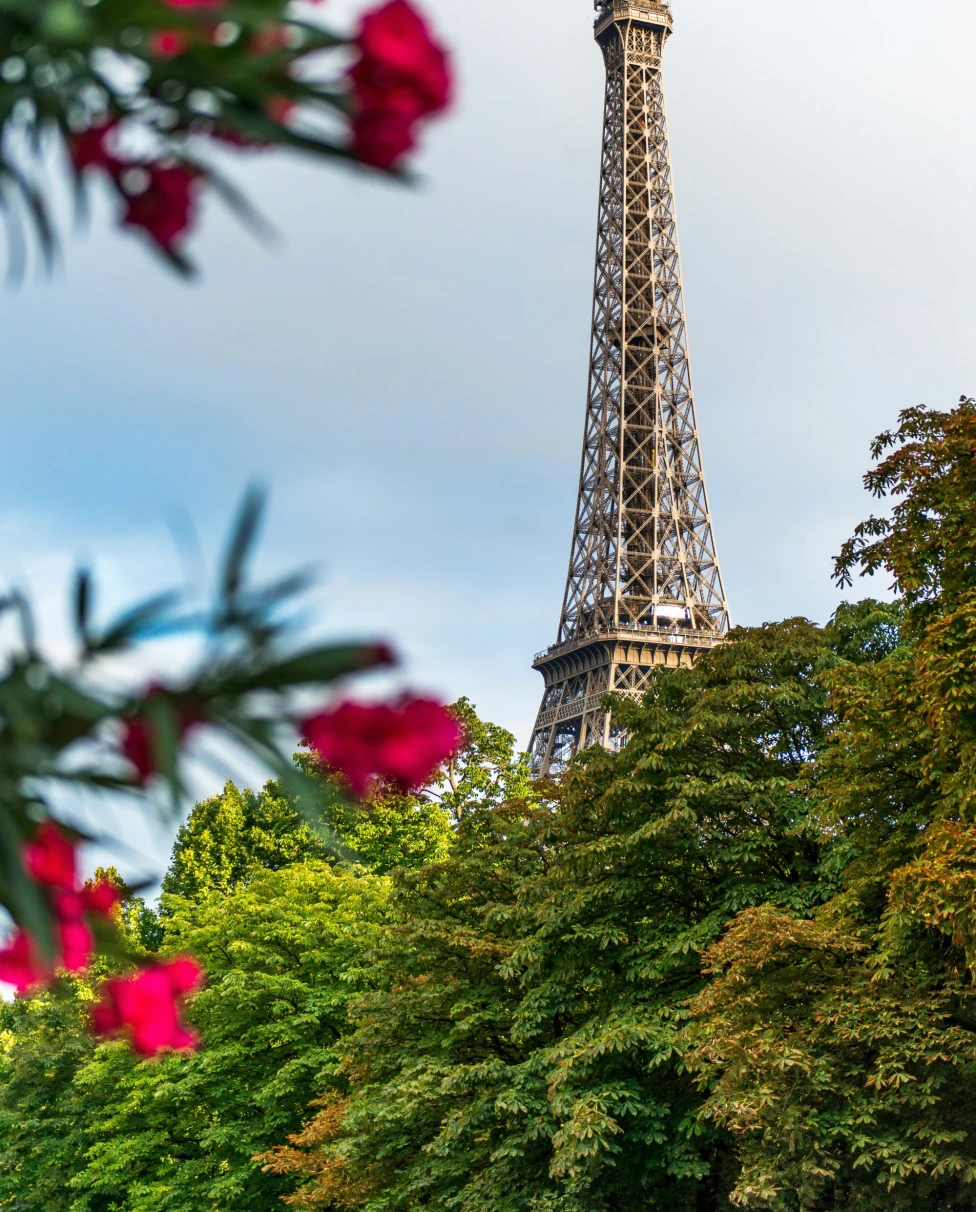 A low-angled photo of the Eiffel Tower behind red flowers as seen from one of the best arrondissements to stay in Paris.