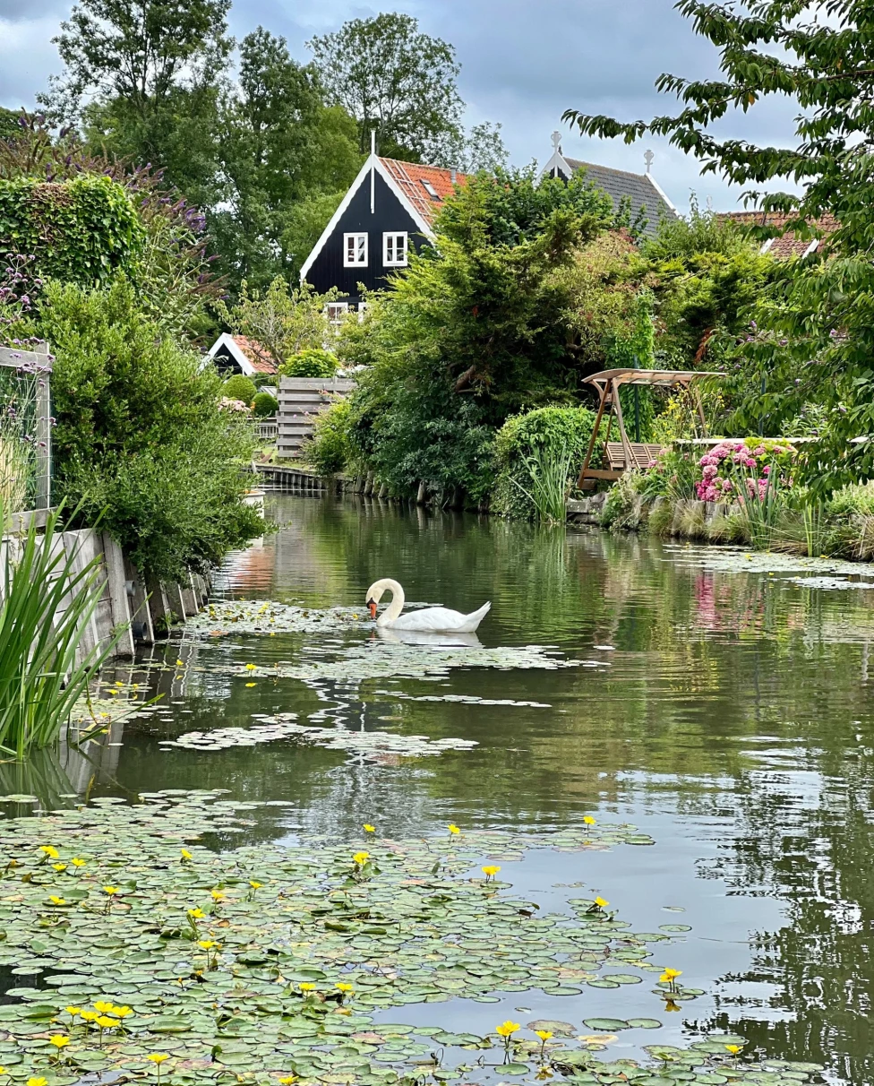 a pond with lily pads and a swan in a green covered village